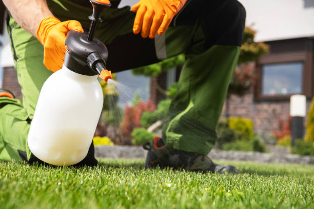 Best Spider Control Near Me  in Gordon, GA