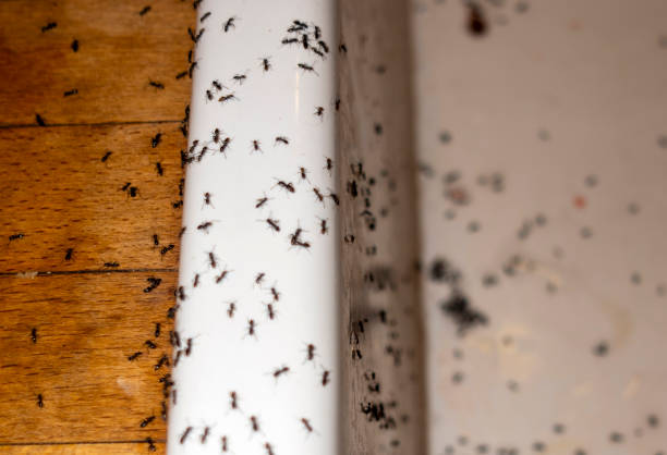 Best Best Pest Control Companies  in Gordon, GA
