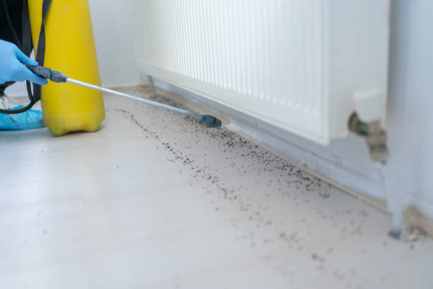 Best Mosquito Control Services  in Gordon, GA